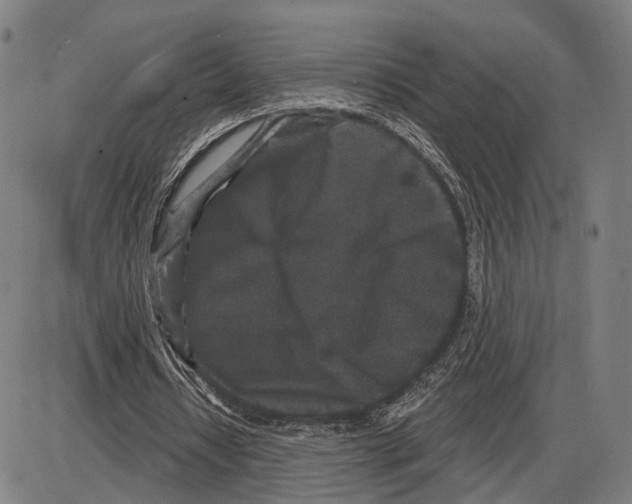 X0000083990434200703161627