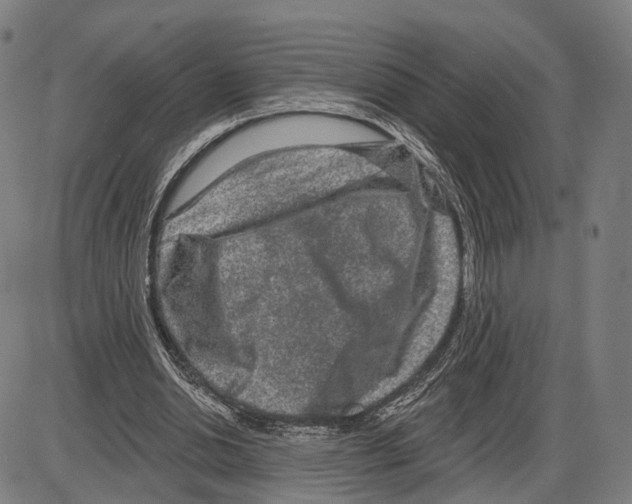 X0000083990438200703161627