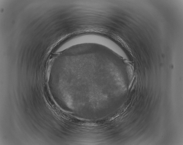 X0000083990444200703161627