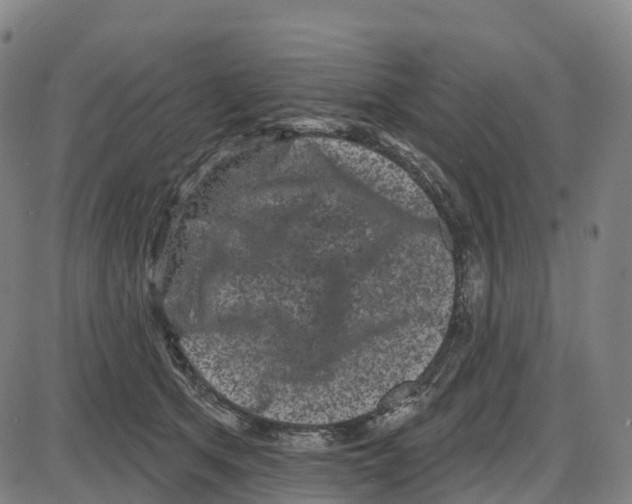 X0000083990513200703161626