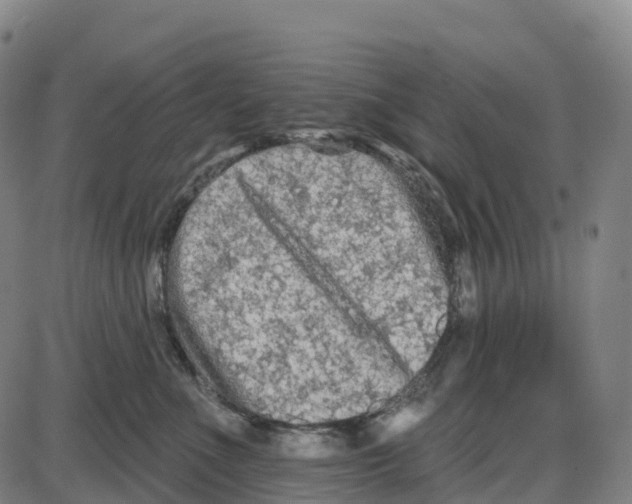 X0000083990523200703161626