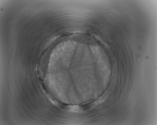 X0000083990528200703161626