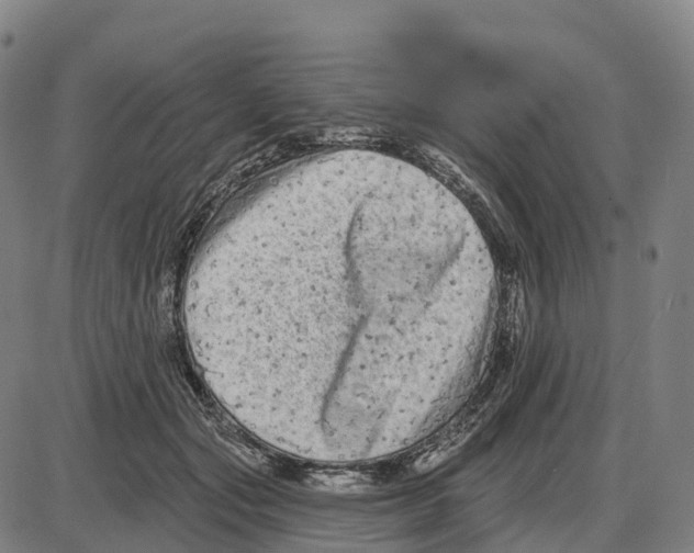 X0000083990557200703161625