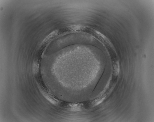 X0000083990558200703161625