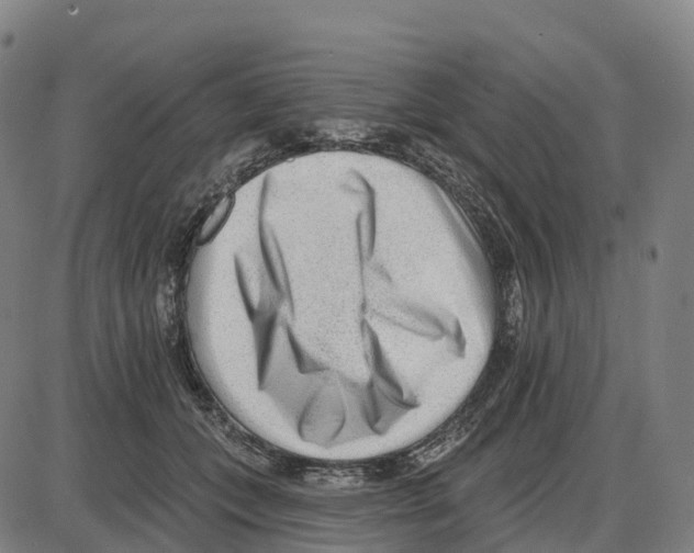 X0000083990559200703161625