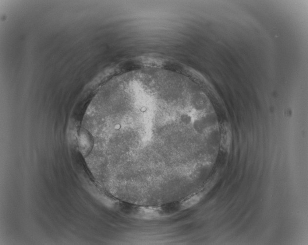 X0000083990573200703161626