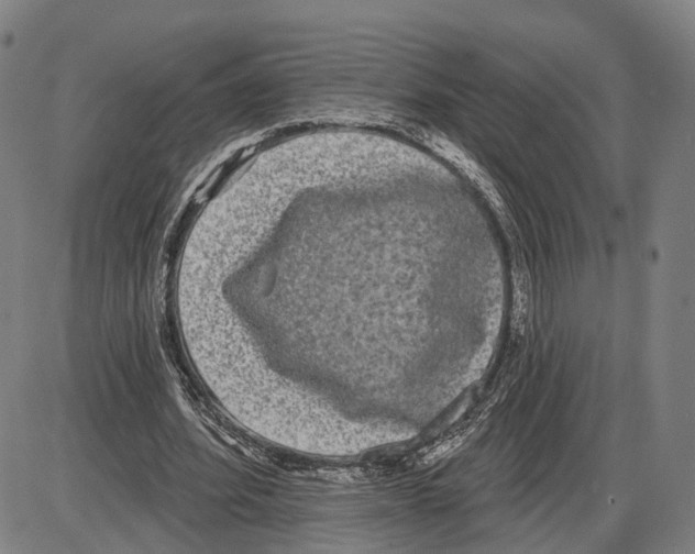 X0000083990580200703161625