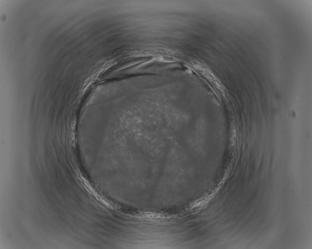 X0000083990585200703161625