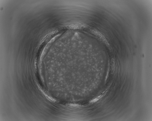 X0000083990590200703161625