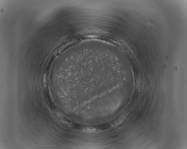 X0000083990598200703161625