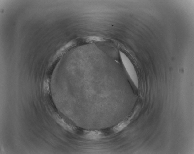 X0000083990621200703161624