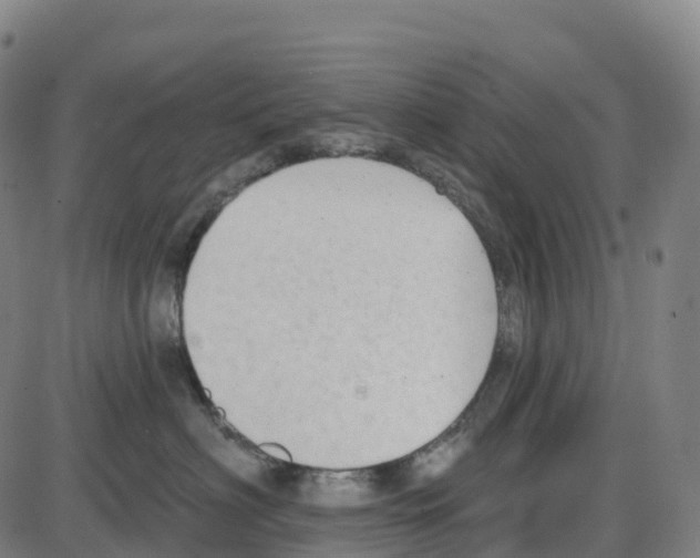 X0000083990622200703161624