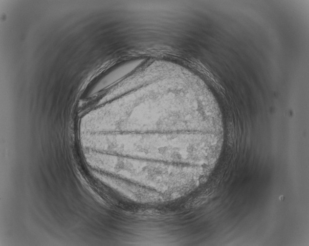 X0000083990634200703161624