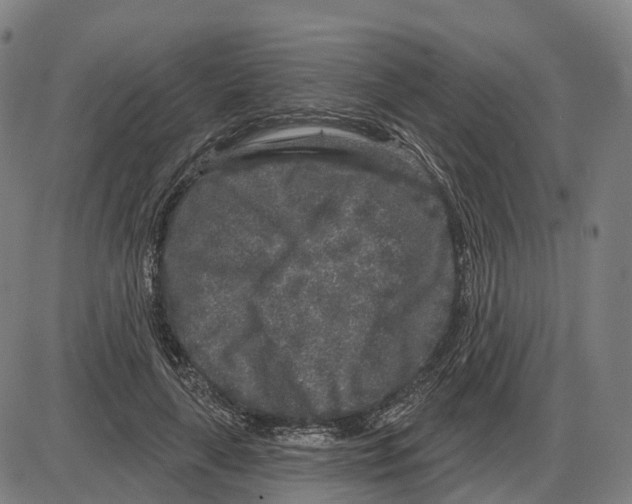 X0000083990643200703161624