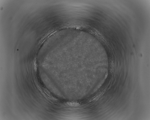 X0000083990644200703161624