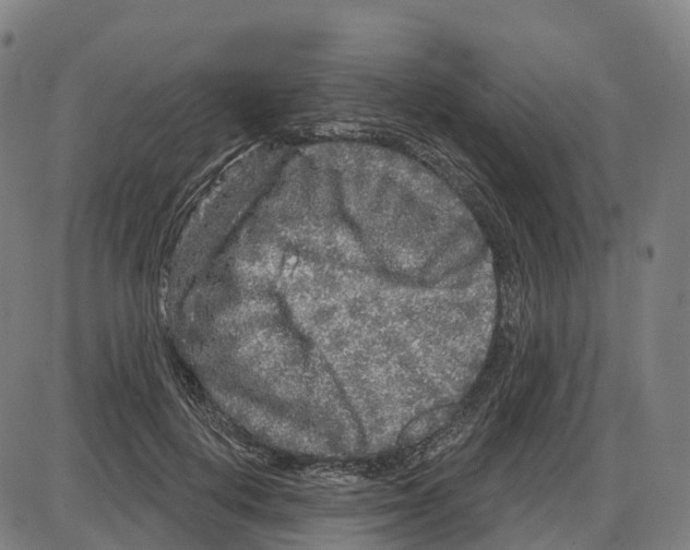 X0000083990648200703161624