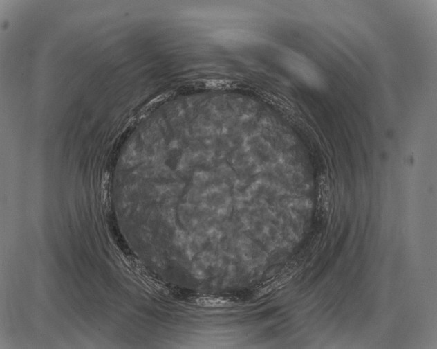 X0000083990650200703161624