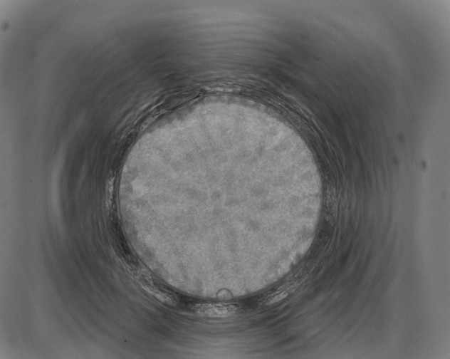 X0000083990652200703161624