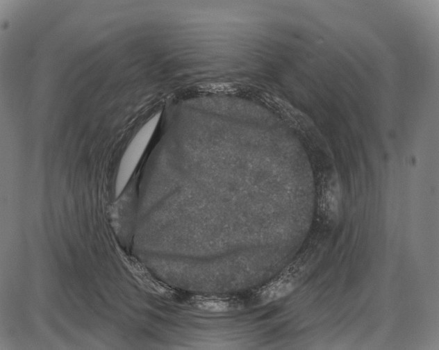 X0000083990658200703161624