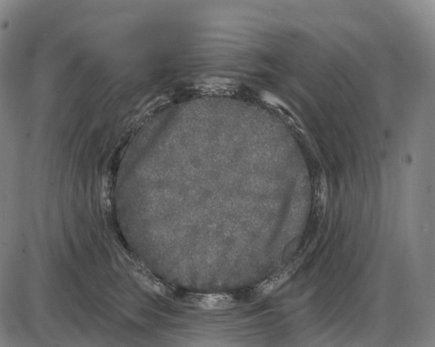 X0000083990663200703161624