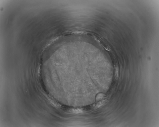 X0000083990668200703161624