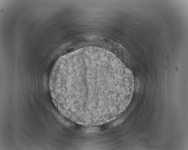 X0000083990670200703161624