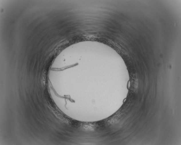 X0000083990710200703161623