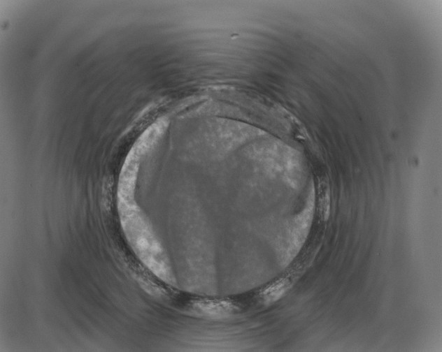 X0000083990712200703161623