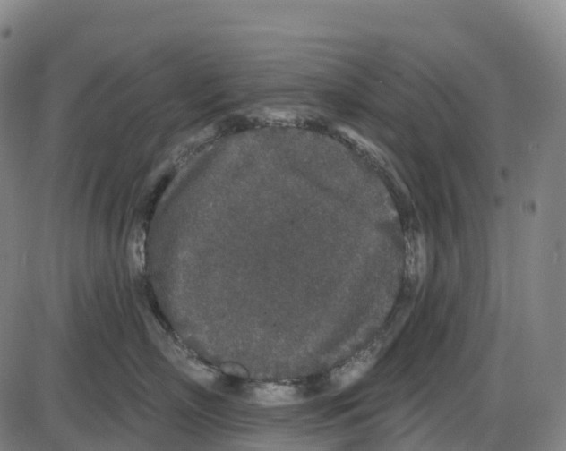 X0000083990718200703161623