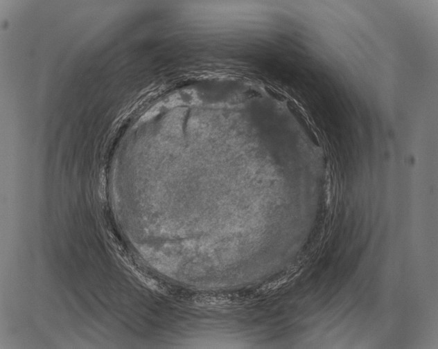 X0000083990729200703161622