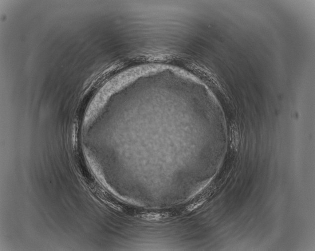 X0000083990740200703161622