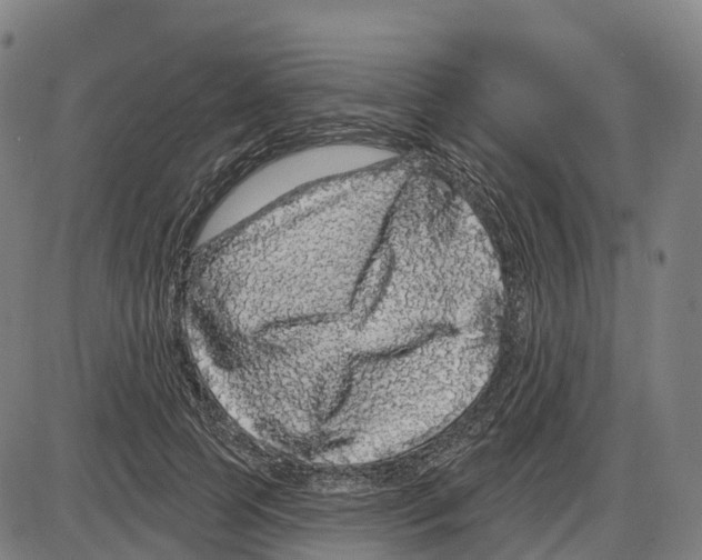 X0000083990745200703161622