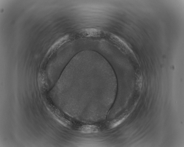 X0000083990748200703161622