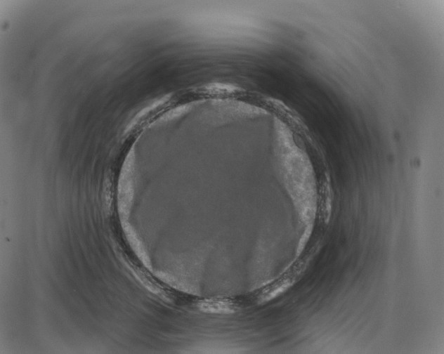 X0000083990762200703161622