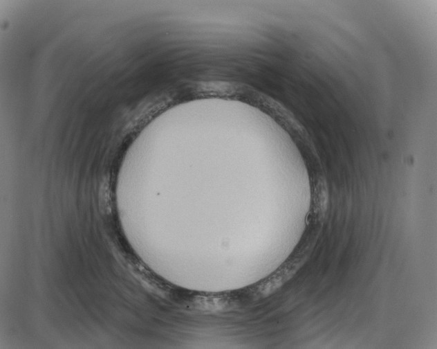 X0000083990764200703161622