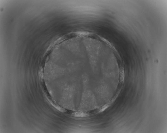 X0000083990766200703161622