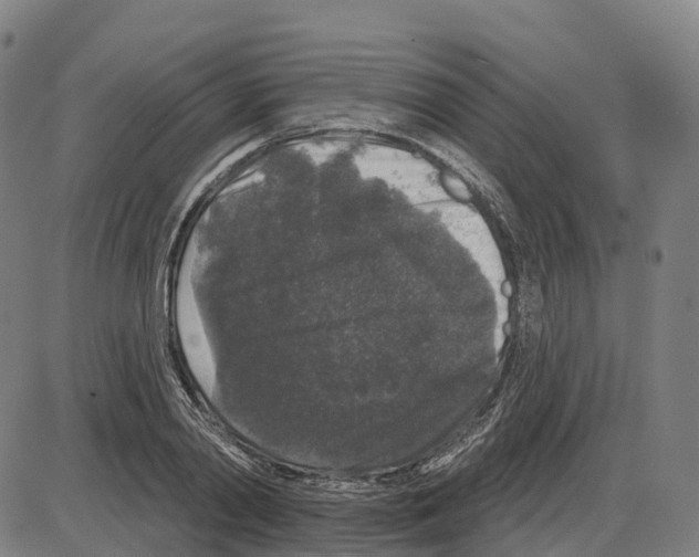 X0000083990790200703161621