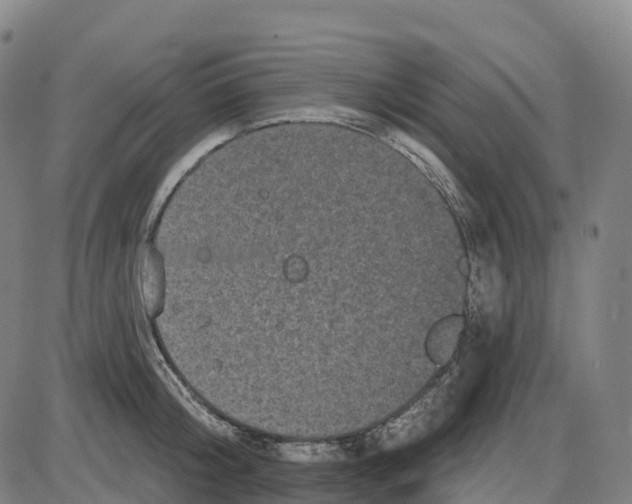 X0000083990804200703161621