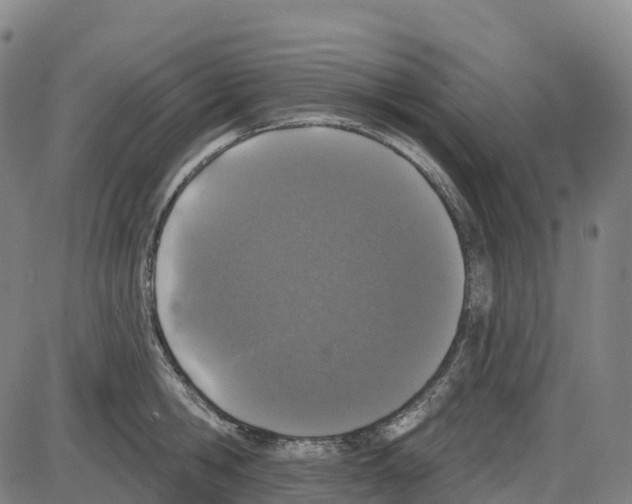 X0000083990806200703161621