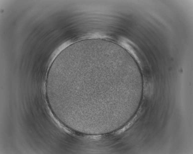 X0000083990810200703161621