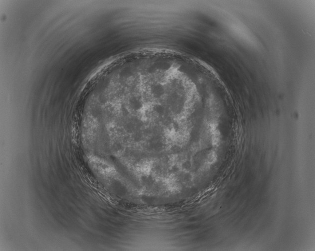 X0000083990823200703161620