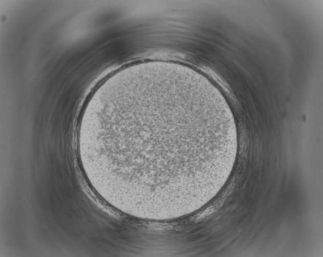 X0000083990848200703161621