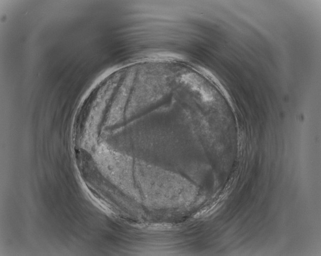 X0000083990851200703161621