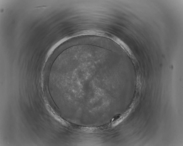 X0000083990854200703161621