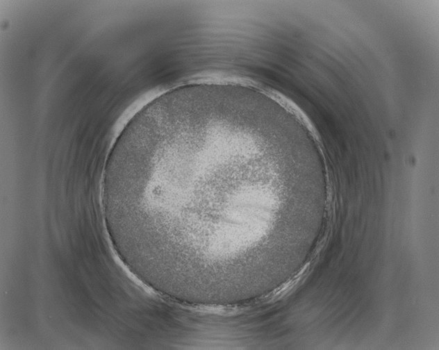 X0000083990855200703161621