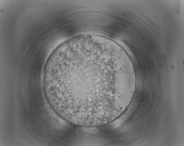 X0000083990856200703161621