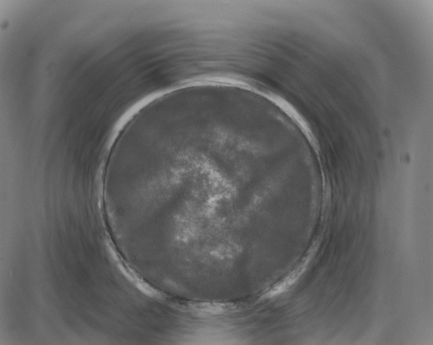 X0000083990862200703161621