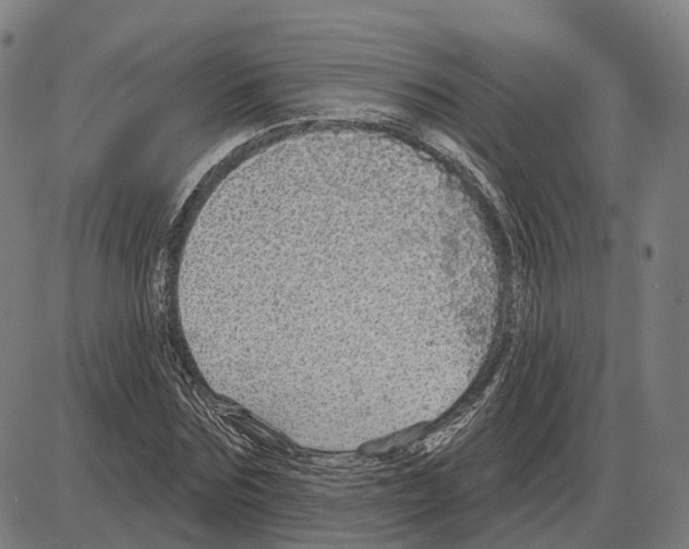 X0000083990875200703161620