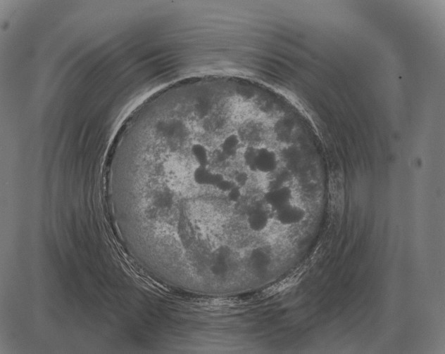 X0000083990879200703161620