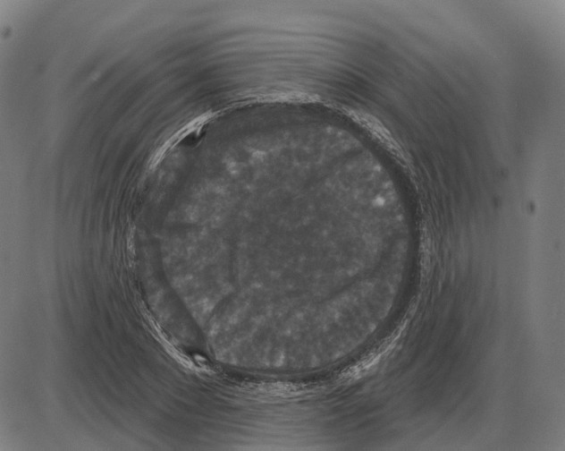 X0000083990881200703161620